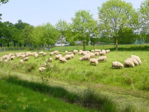 973068598Schapeninhetstadspark