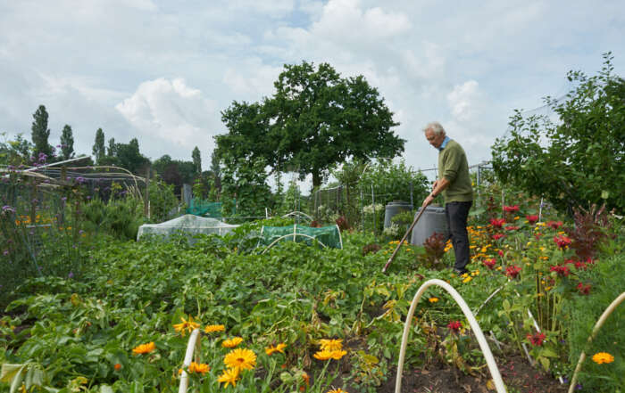 Man schoffelt in volkstuin