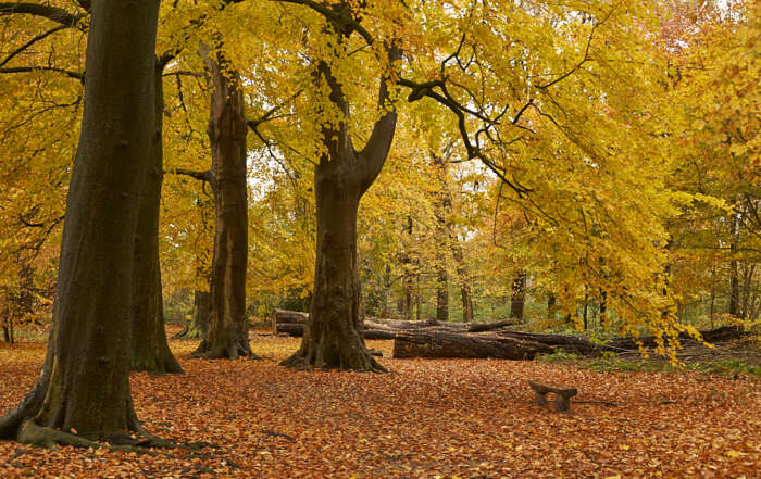 Herfstfair De Inham