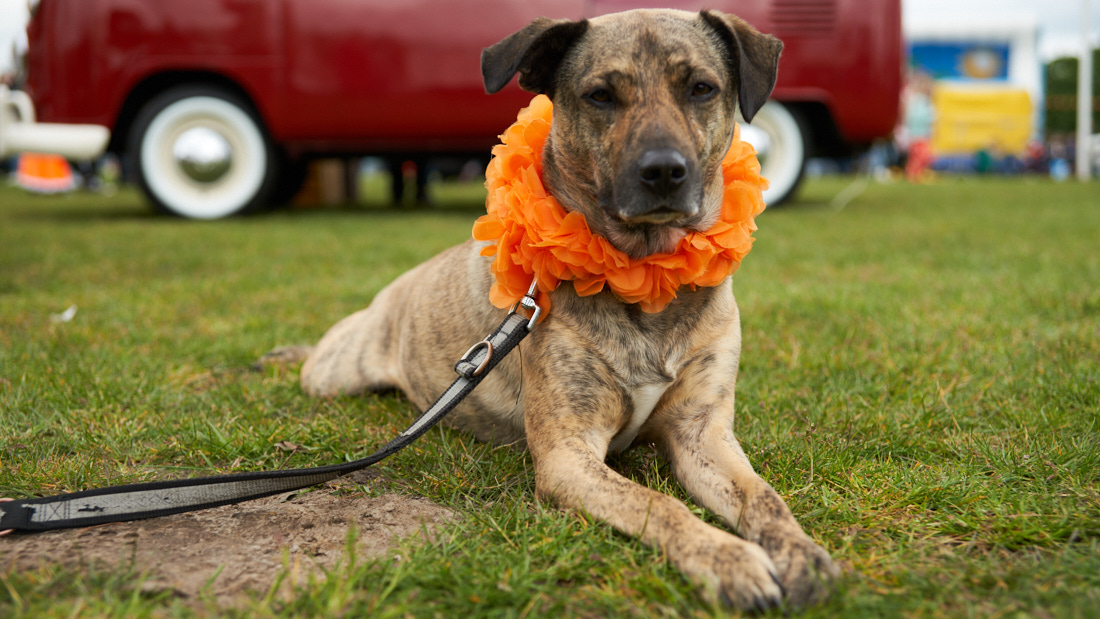 Koningsdag 2024 – Gerard Oonk 53