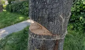 Vernielde eikenbomen zaag