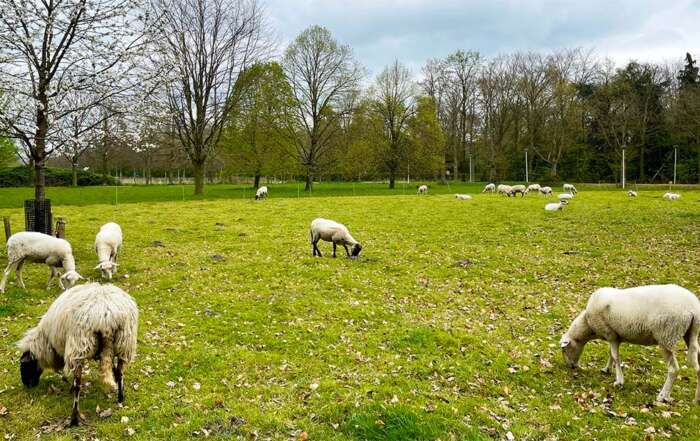 Blauwtongvirus in Hoogland. Schapen in een weiland.