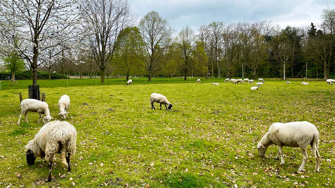 Blauwtongvirus in Hoogland. Schapen in een weiland.