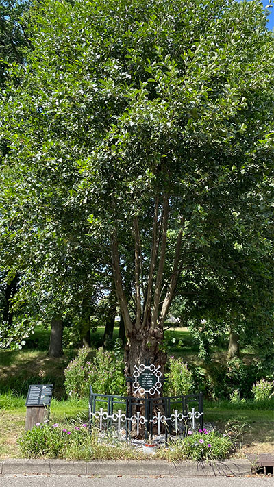 Fusilladeplek WOII knot-els