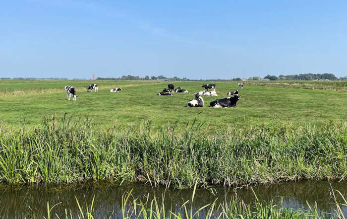 Blauwtongvirus bij herkauwers
