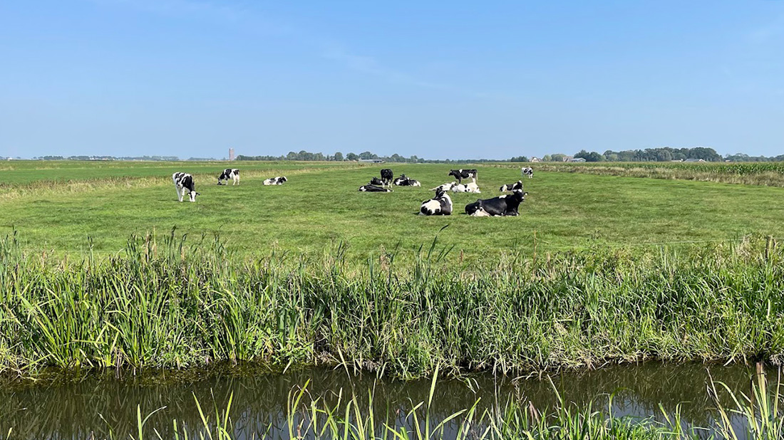Blauwtongvirus bij herkauwers