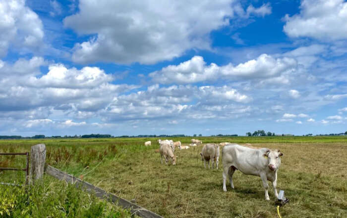 Blauwtongvirus in Hoogland toegenomen