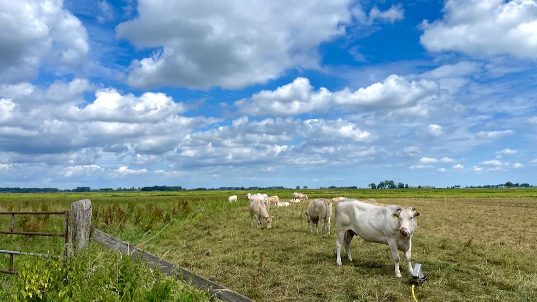 Blauwtongvirus in Hoogland toegenomen