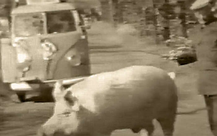Fragment uit historische film over Hoogland in 1957. Volkswagenbusje en boer met varken op landweg.