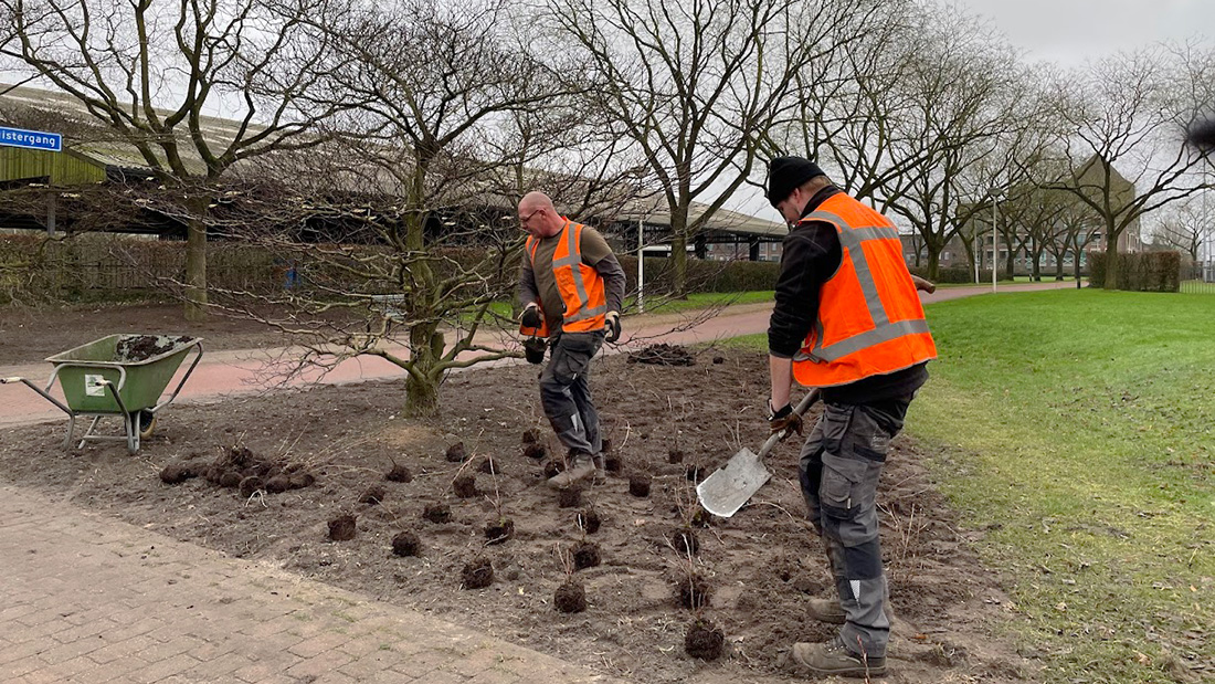 Beplanting langs Engweg in Langenoord werklieden