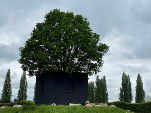 De Maanhof Park Schothorst met schapen