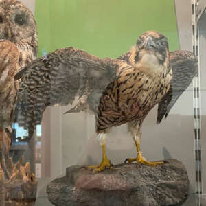 Slechtvalk-Smallie-Kort-Hooglands-nieuws sqr