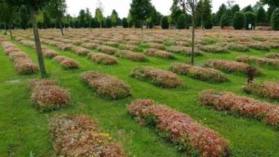 Islamitische begraafplaats voorbeeld