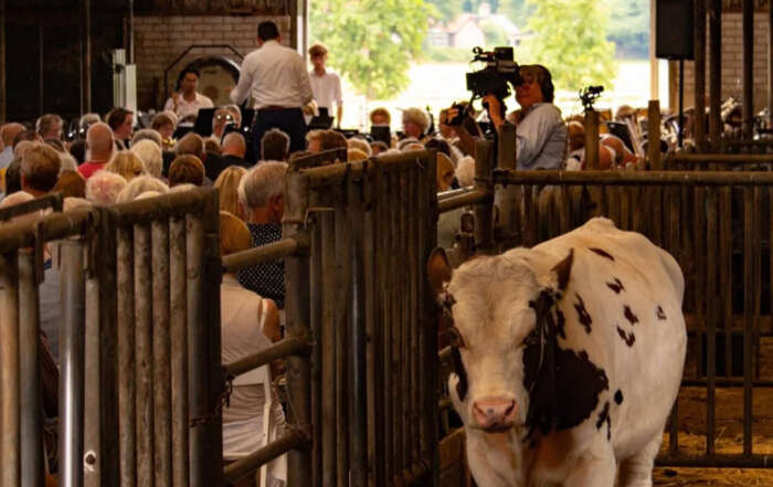Video van Koecert in Heerlijkheid Groot Weede in Hoogland