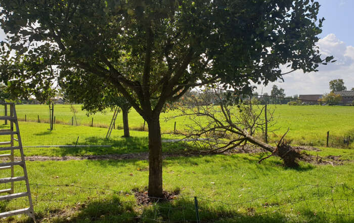 Coelhorstappel boom in weiland