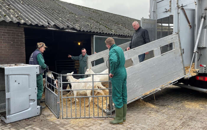 Boerderij Breevoort krijgt nieuwe geiten