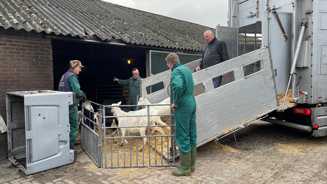 Boerderij Breevoort krijgt nieuwe geiten