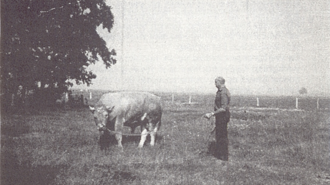 1996-Wim-de-Ridder-met-een-stier (1984)