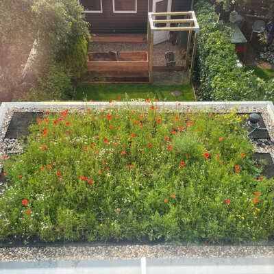 Groene daken Buurkracht