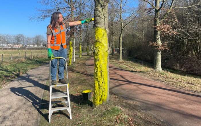 Beuken langs Duivensteeg krijgen coating