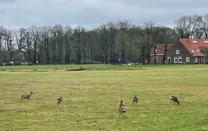 Kort Hooglands nieuws - foto van reeën in Hoogland-West