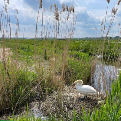 Vogelboulevard met zwaan