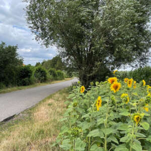 Kort nieuws zonnebloemen langs Oudeweg