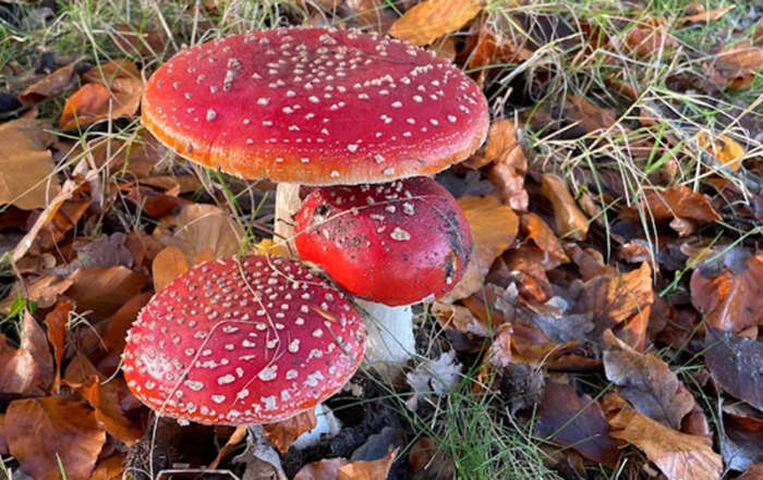 Paddenstoelen wandelingen Coelhorst