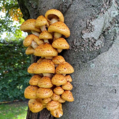 Paddenstoelenwandelingen Coelhorst boom